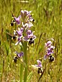 Ophrys neglecta Italy - Sardinia