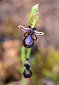 * Nomination: Ophrys speculum Radès forest. By User:Smailtn --TOUMOU 13:30, 7 June 2024 (UTC) * Review A bit noisy --C messier 20:54, 15 June 2024 (UTC)