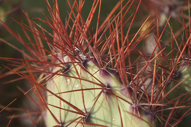 File:Opuntia spinosibacca - inat 251524217.jpg