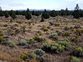 Oregon Badlands meadow P6304.jpg