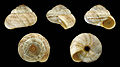 * Nomination Shell of a Cooper’s Rocky Mountain Snail, Oreohelix cooperi --Llez 21:03, 14 February 2015 (UTC) * Promotion Good quality. --Jacek Halicki 21:19, 14 February 2015 (UTC)