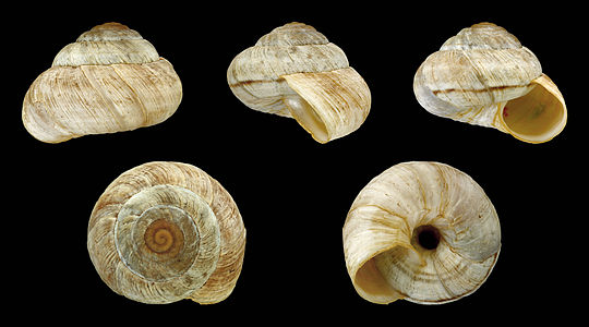 Oreohelix cooperi