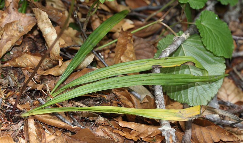 File:Oreorchis patens (leaf s2).JPG