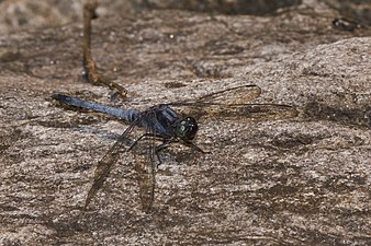 Blue Marsh Hawk Orthetrum glaucum Male