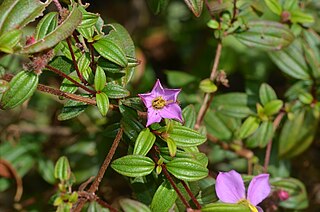 <i>Osbeckia octandra</i> Species of flowering plant