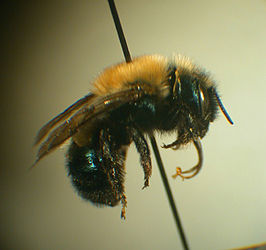 Osmia integra