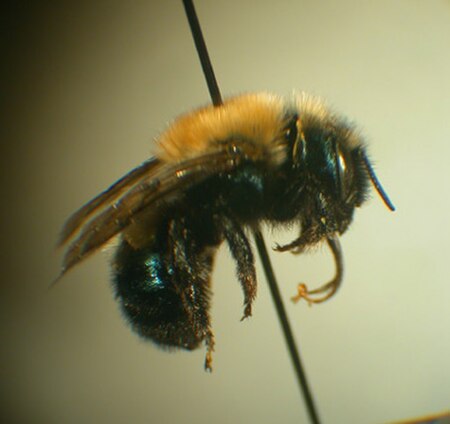 Osmia_integra