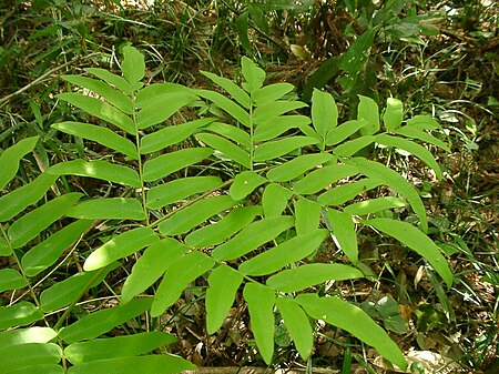 Osmunda japonica leaf.jpg