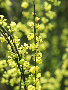 Osyris alba (male flower spikes).jpg