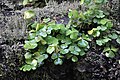 Oxalis dillenii