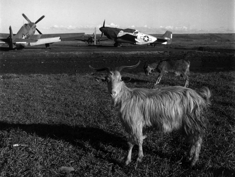 File:P-51Cs 332nd FG with goats Ramitelli 1945.jpg