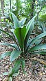 J. lanceolata au jardin botanique de Singapour.