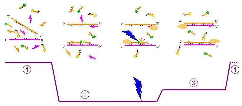 Hibridizasyon probe.jpg ile PCR