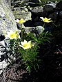 Pulsatil-la groga (Pulsatilla alpina)