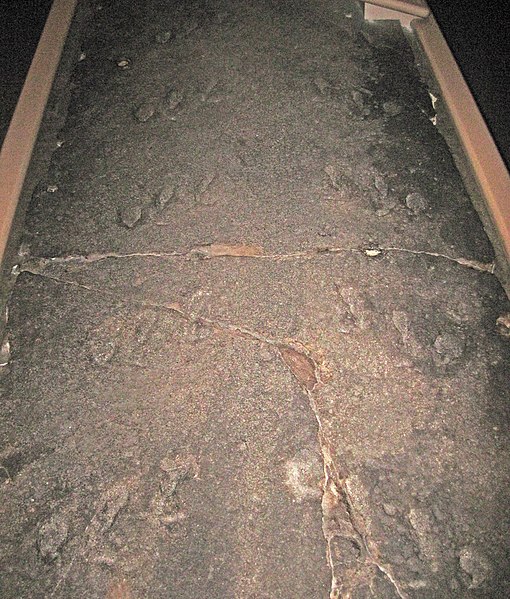 The holotype of Palmichnium kosinkiorum, containing the largest eurypterid footprints known
