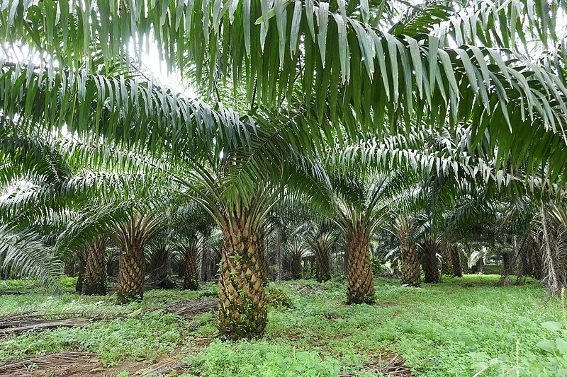 File:Palmiers à huile à Ribeira Peixe (São Tomé) (2).jpg