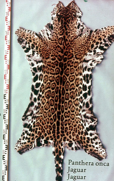 File:Panthera onca (Jaguar) skin.jpg