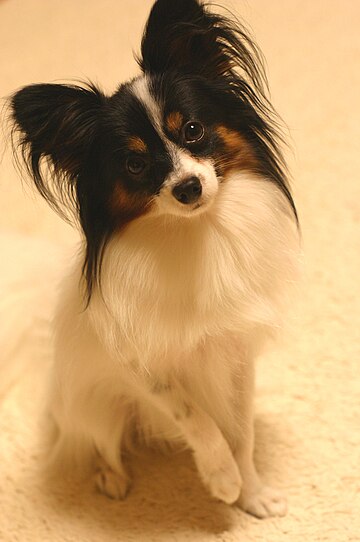 File:Papillon sitting Flickr.jpg