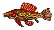 Miniatura per Parancistrus aurantiacus