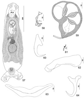 <i>Pseudorhabdosynochus firmicoleatus</i> Species of flatworm