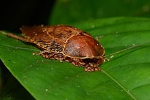 Parental care in cockroach (Pseudophoraspis sp.) (21006928734).jpg