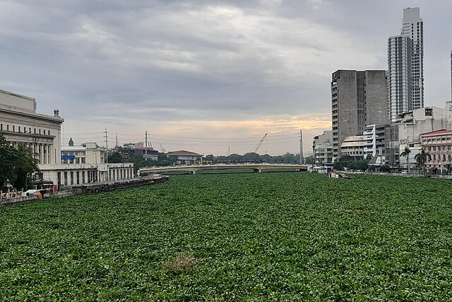 The proliferation of water hyacinths in the Intramuros-Binondo segment of the Pasig River.