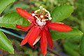 * Nomination: Passiflora vitifolia stamens. Prenn 06:54, 3 September 2012 (UTC) * * Review needed