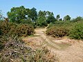 Dartford Heath, south of Dartford.