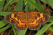 Phyciodes tharos (pearl crescent) Adult, dorsal view.
