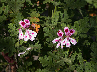 <i>Pelargonium quercifolium</i> Species of flowering plant