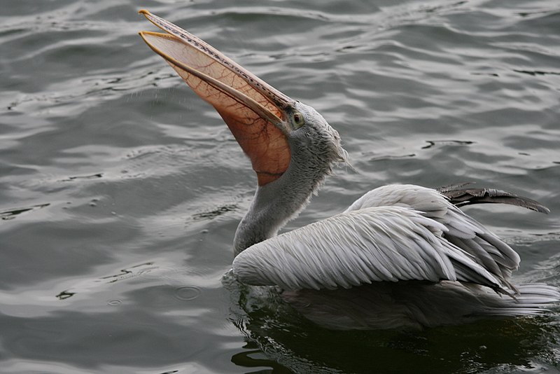 File:Pelecanus philippensis (Spot-billed Pelican).jpg