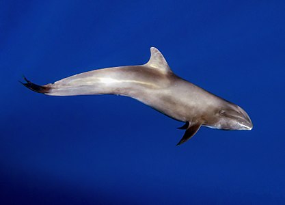 "Melon-headed dolphin, Peponocephala electra.