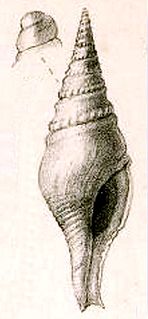 <i>Perrona jessica</i> Species of gastropod