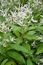 Persicaria wallichii (Polygonaceae)