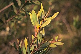 Цветущая Persoonia glaucescens