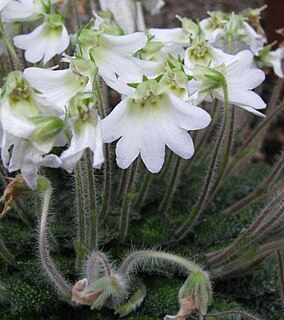 <i>Petrocosmea</i> Genus of flowering plants