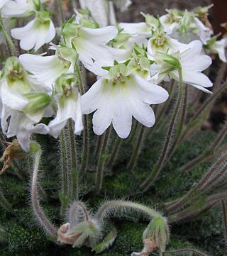 <i>Petrocosmea</i> Genus of flowering plants