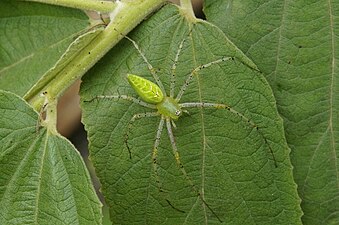 Peucetia viridana