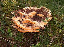 Phaeolus schweinitzii 02.jpg 