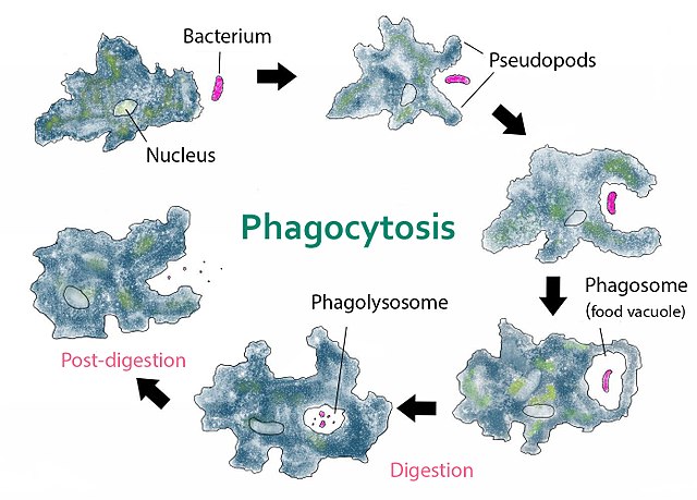 En amöba kan "sniffa" sig till en bakterie och fagocytera (äta upp) den.