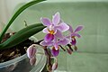 Phalaenopsis equestris