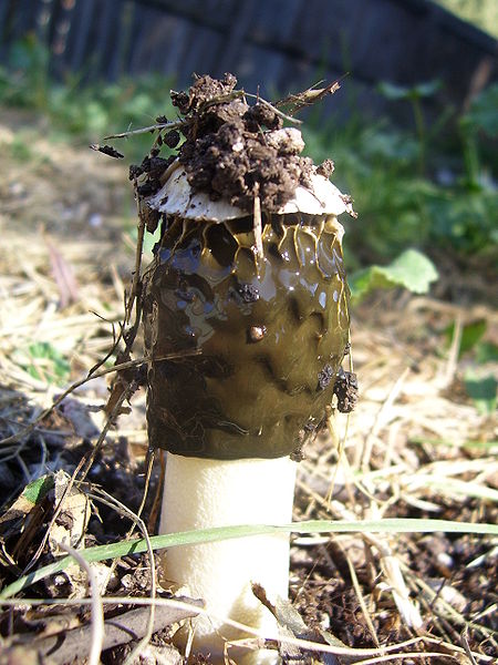 File:Phallus impudicus.JPG