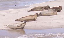 Common seals on Terschelling, a Wadden Sea island Phoca vitulina Terschelling.jpg