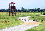 Vignette pour Parc national de Fertő-Hanság