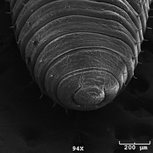 Scanning electron micrograph of a newly hatched European nightcrawler (Eisenia hortensis) Photo of earthworm head (Eisenia hortensis) taken with a scanning electron microscope.jpg