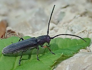 <i>Phytoecia cylindrica</i> Species of beetle