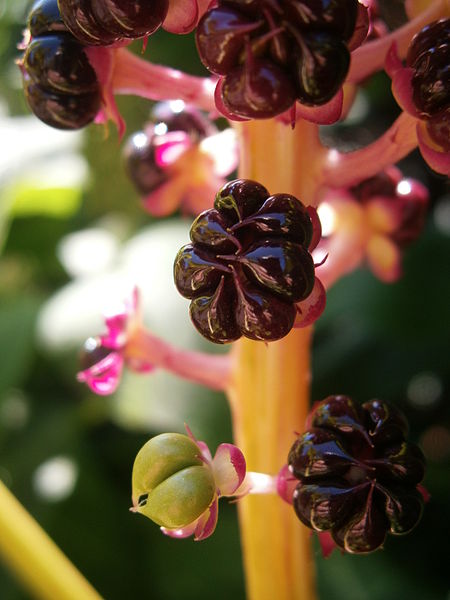 File:Phytolacca acinosa fruits02.jpg