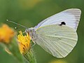 Pieris brassicae (Linnaeus, 1758)