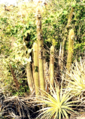 "Pilosocereus_chrysostele_EARMLucena2007.png" by User:Ixocactus