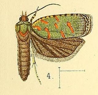 <i>Accra viridis</i> Species of moth